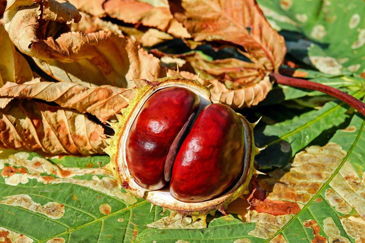 La Castanyada: Chestnuts, Panellets and an Autumn Evening